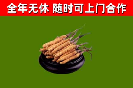 新河回收冬虫夏草