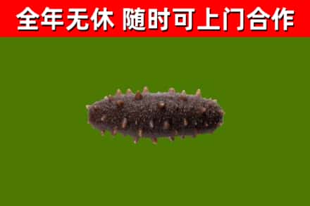 新河回收海参干